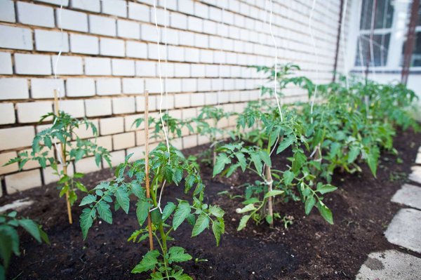 Formation en permaculture Genève : guide pour les débutants