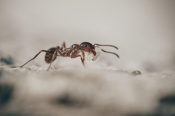 Éliminez les fourmis naturellement avec les nématodes sf